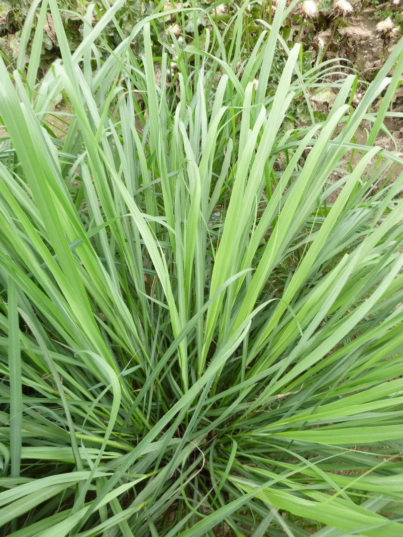 trawa cytrynowa